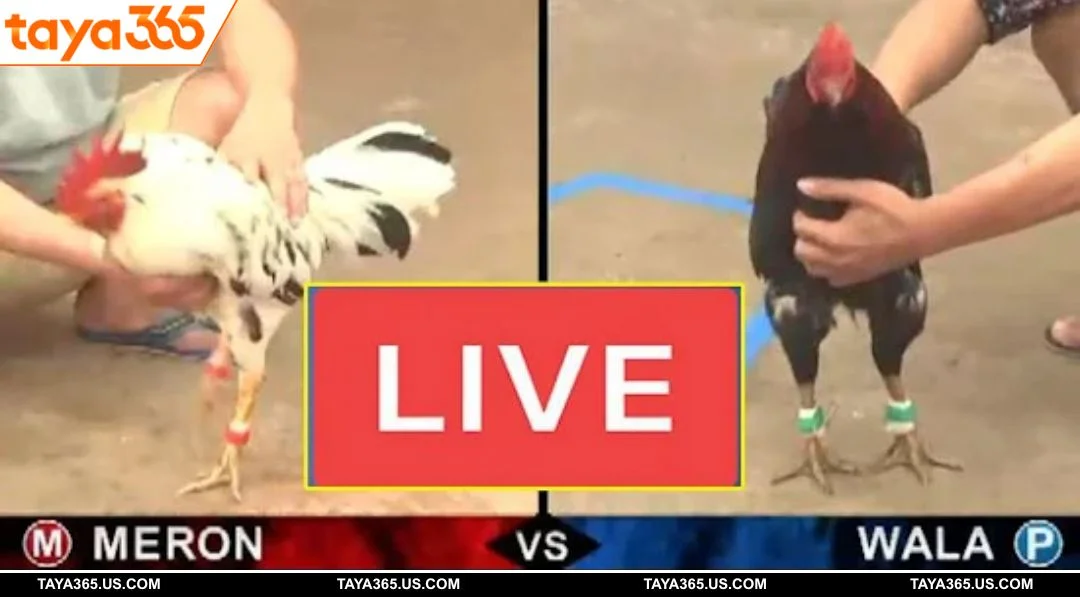 The Sabong arena’s livestream feature delivers smooth and crystal-clear visuals of match