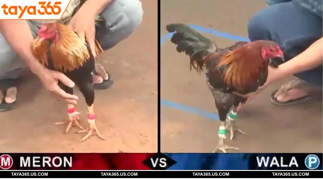 The TAYA365 Sabong arena always features a series of ongoing cockfighting matches