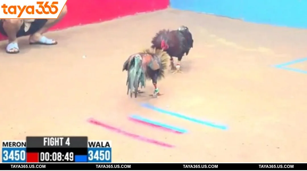 With just three simple steps, you can start placing bets at the TAYA365 Sabong arena